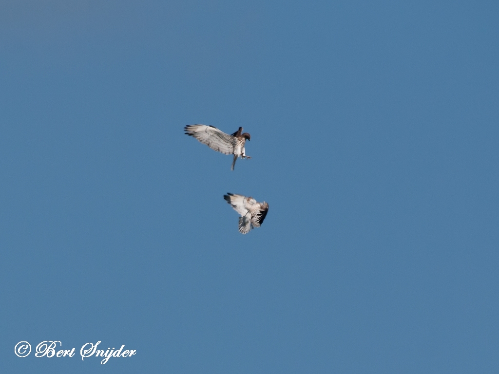 Short-toed Eagle Bird Hide BSP5 Portugal