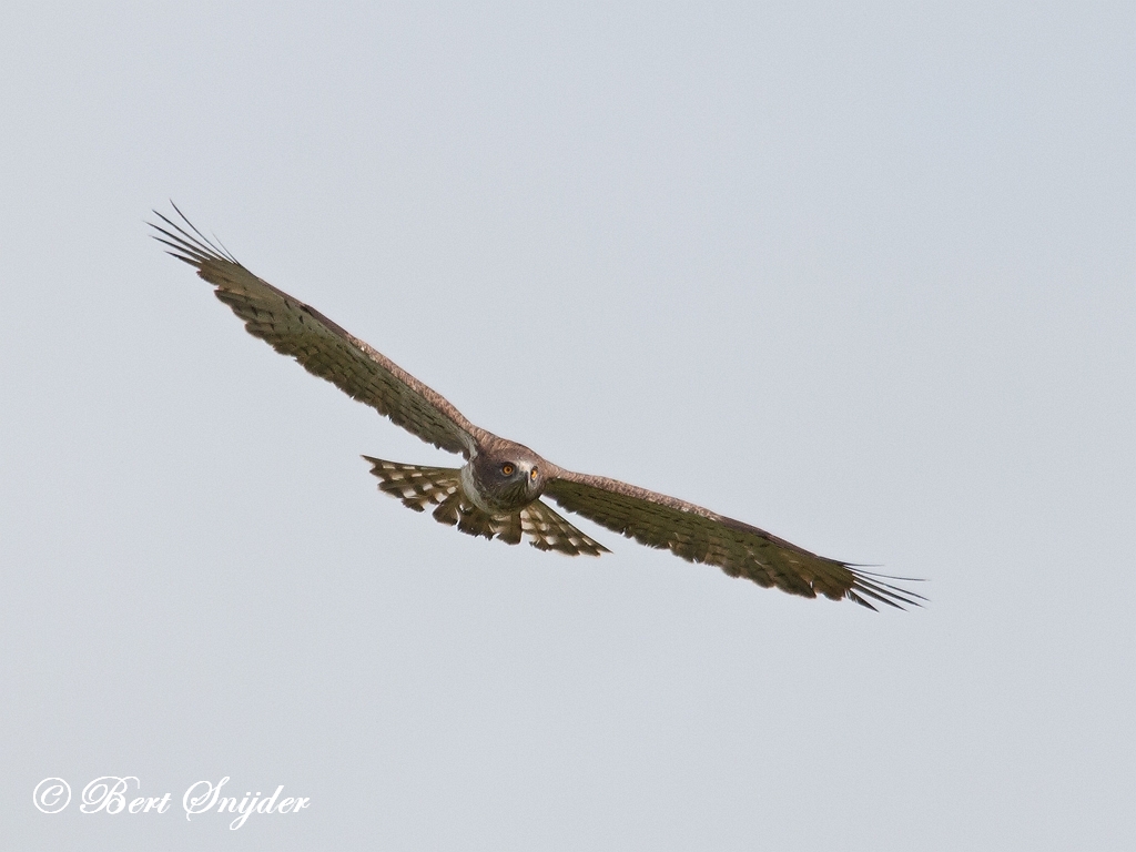 Short-toed Eagle Birding Portugal