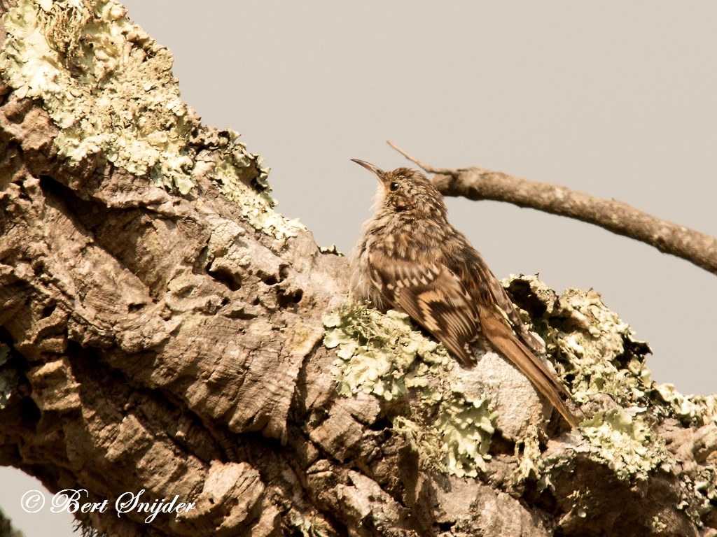 Short-toed Treecreeper Birding Portugal