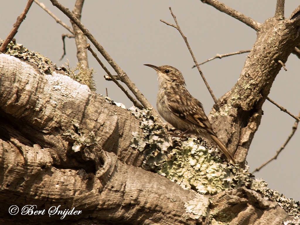 Short-toed Treecreeper Birding Portugal