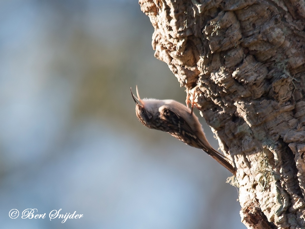 Short-toed Treecreeper Birding Portugal