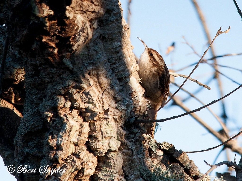 Short-toed Treecreeper Birding Portugal