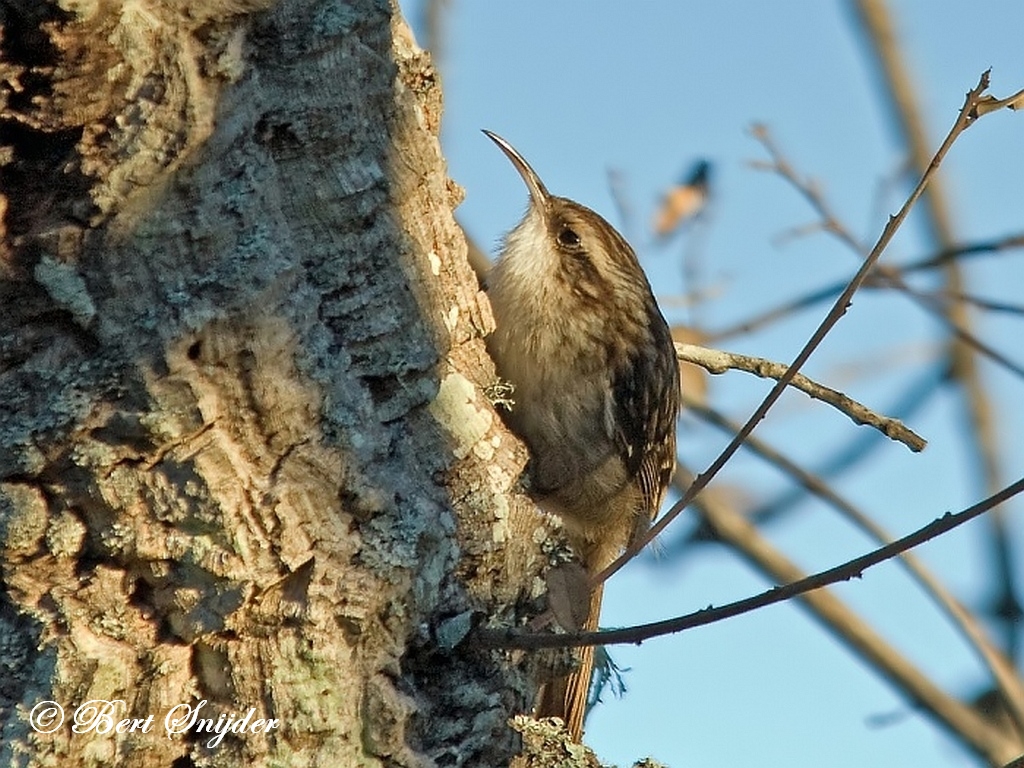 Short-toed Treecreeper Birding Portugal