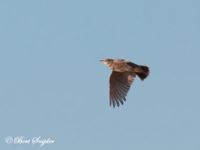 Skylark Birding Portugal