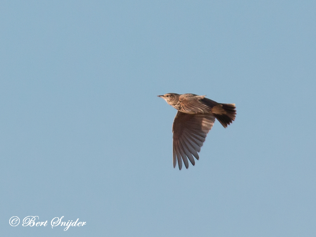 Skylark Birding Portugal