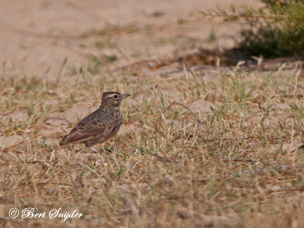 Skylark Birding Portugal