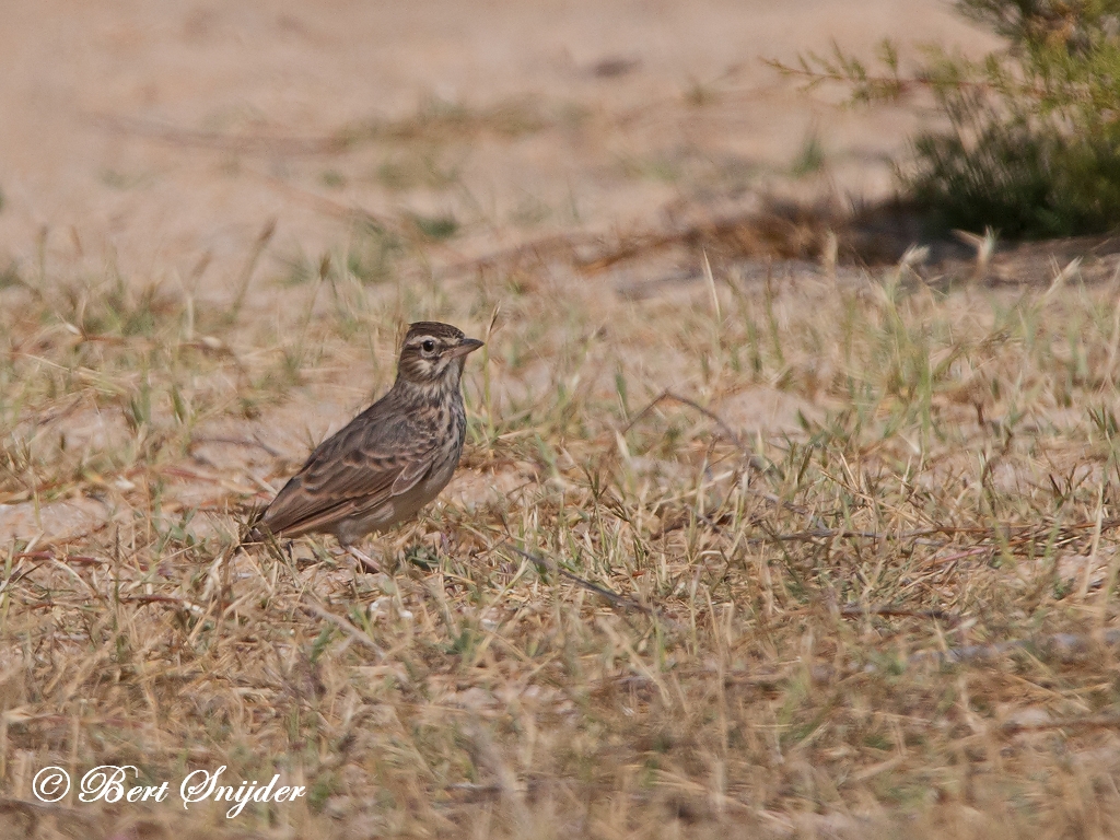 Skylark Birding Portugal