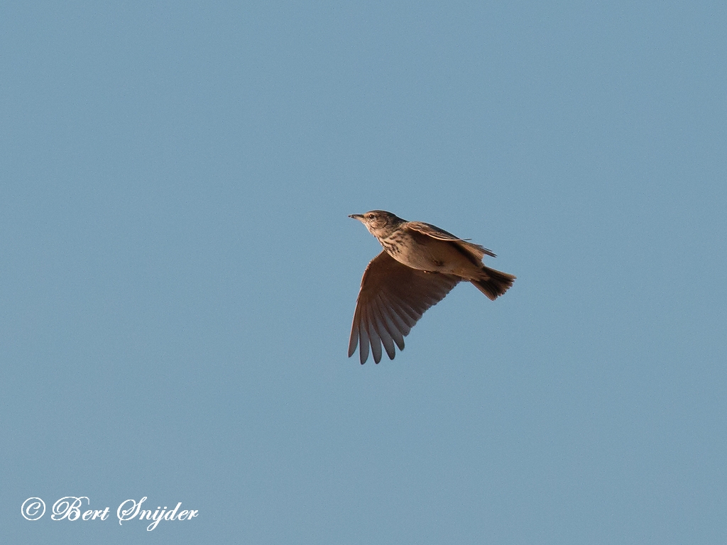 Skylark Birding Portugal