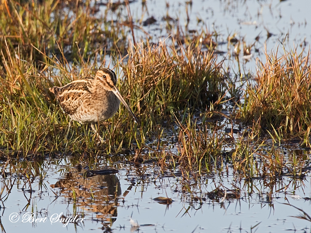 Snipe Birding Portugal