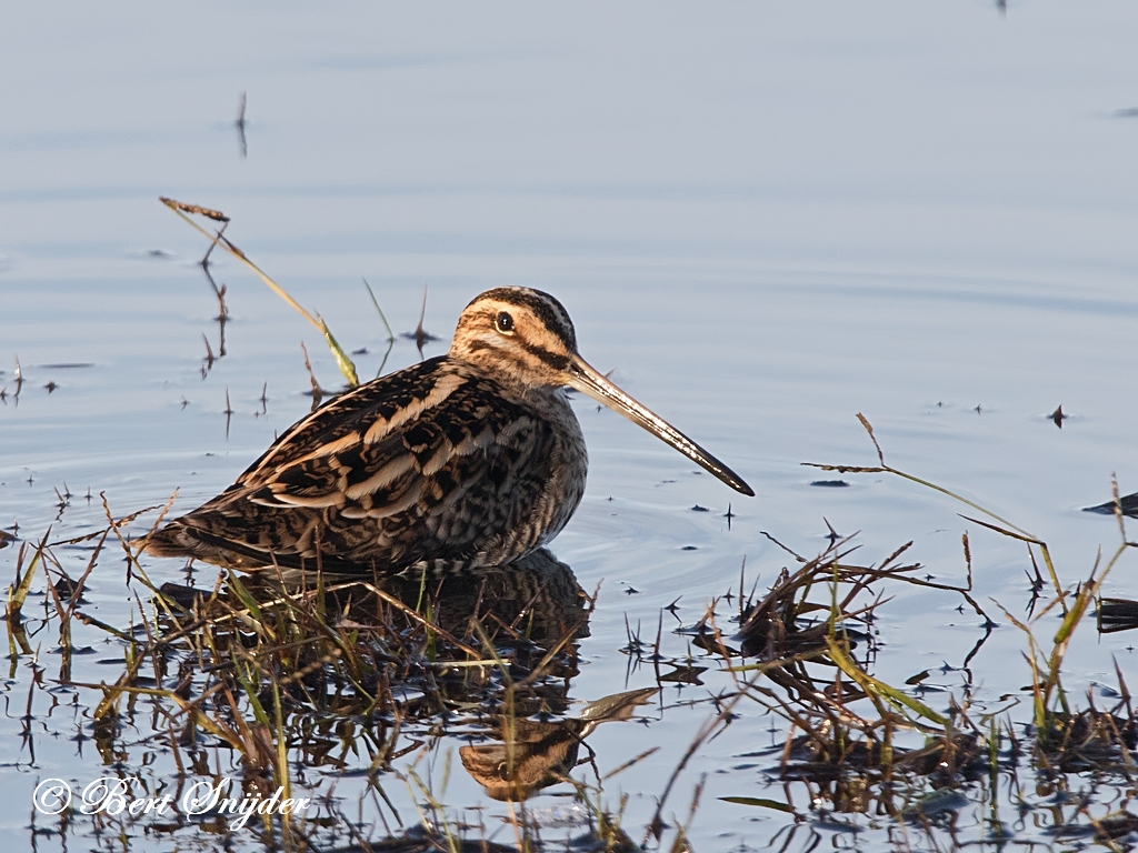 Snipe Birding Portugal