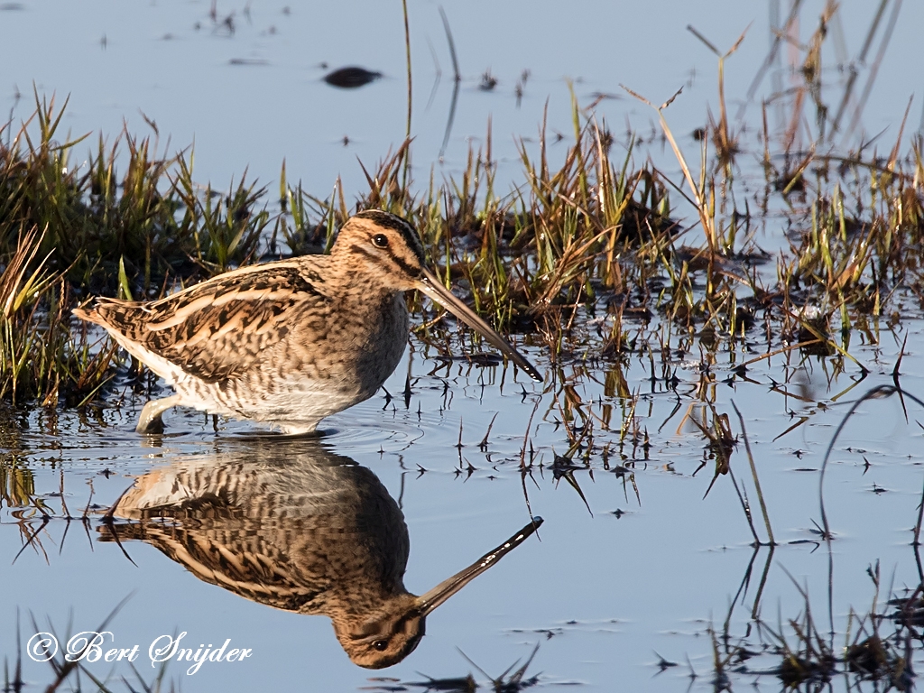 Snipe Birding Portugal