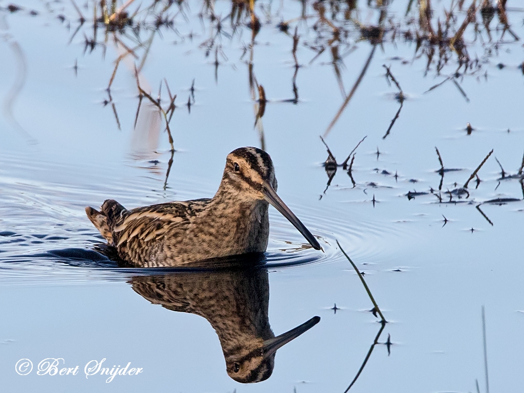 Snipe Birding Portugal