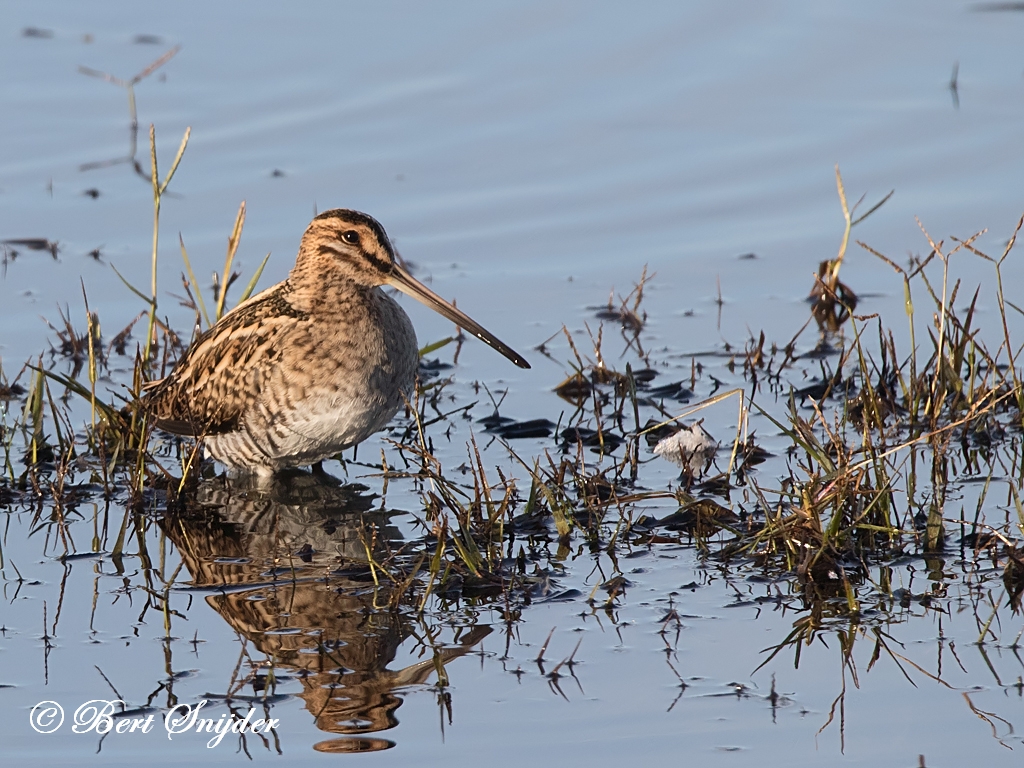 Snipe Birding Portugal