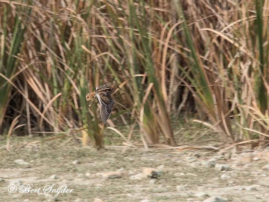 Snipe Birding Portugal