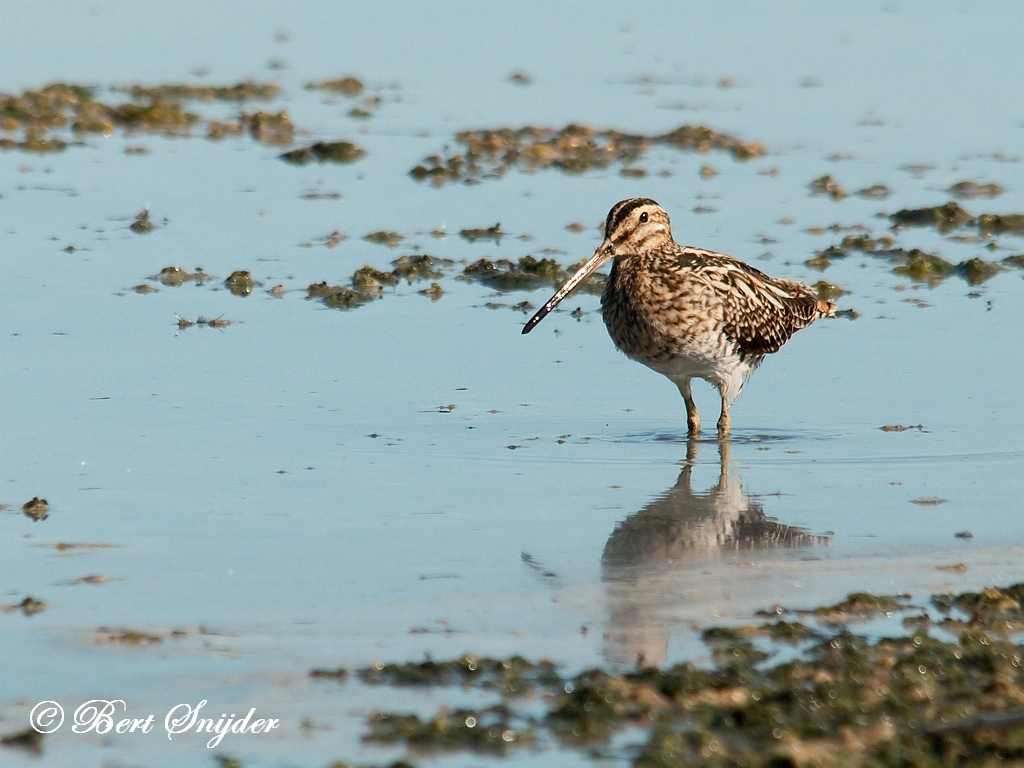 Snipe Birding Portugal