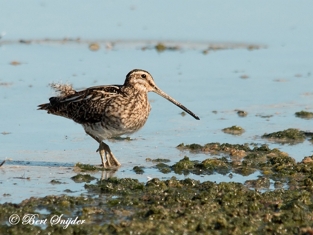 Snipe Birding Portugal