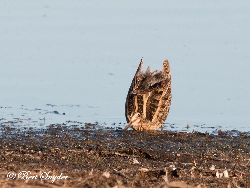 Snipe Birding Portugal