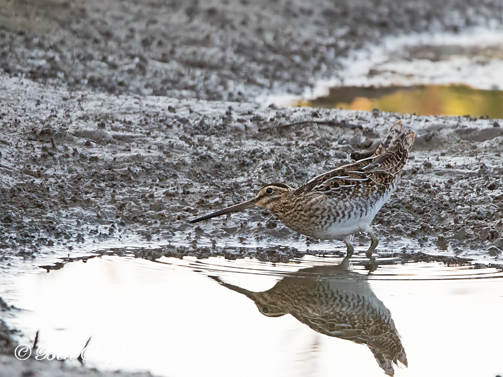 Snipe Birding Portugal