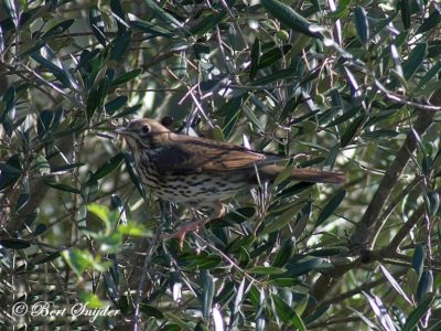 Song Thrush Birding Portugal