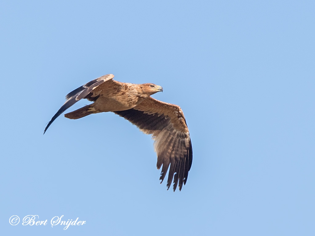 Spanish Imperial Eagle Birding Portugal