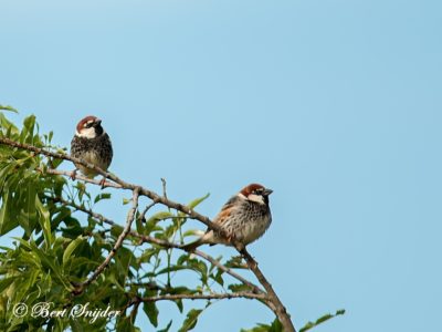 Spanish Sparrow Birding Portugal