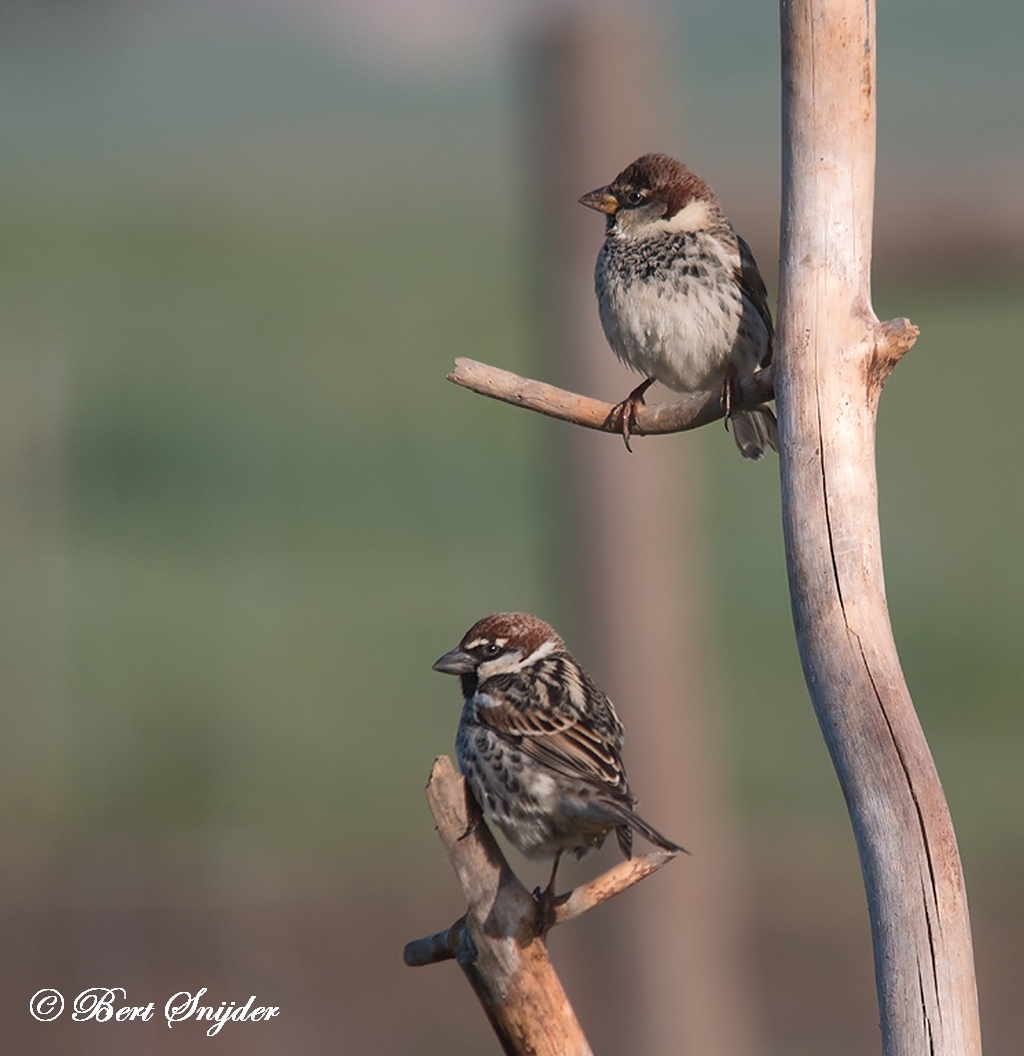 Spanish Sparrow Bird Hide BSP5 Portugal