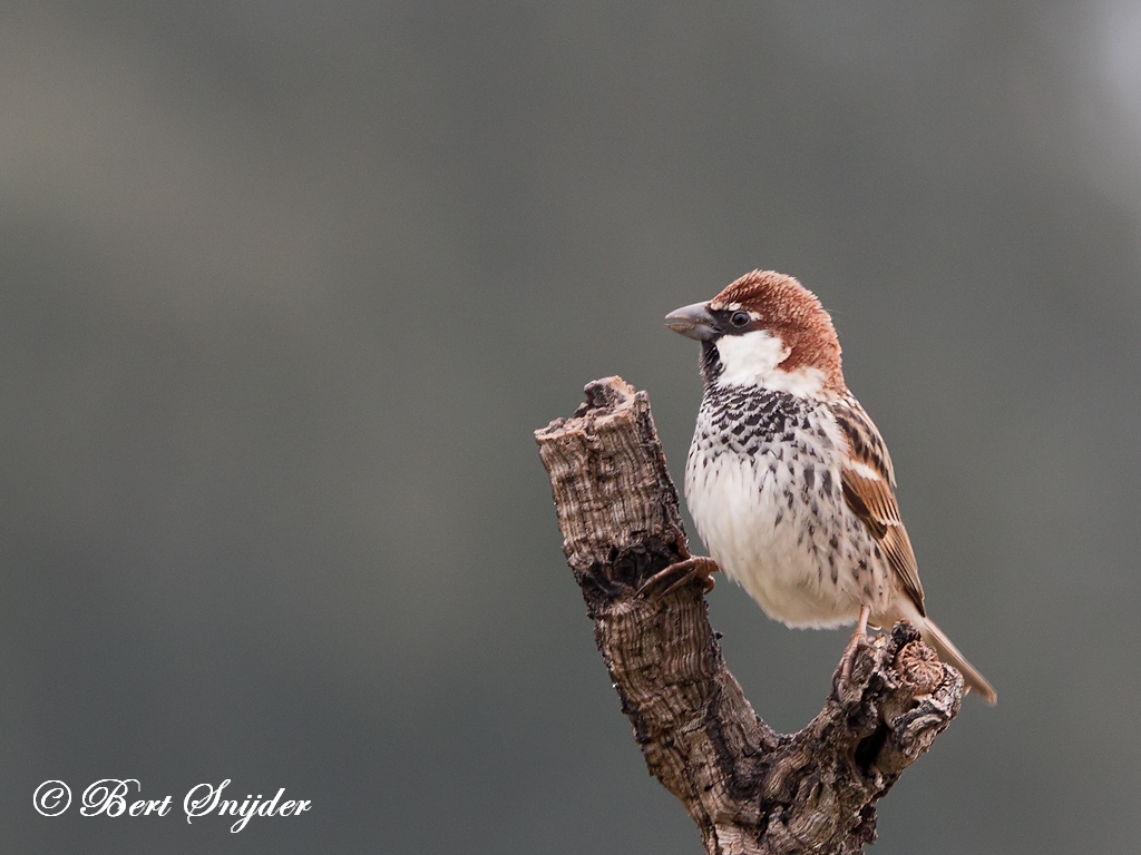 Spanish Sparrow Birding Portugal