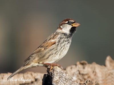 Spanish Sparrow Birding Portugal