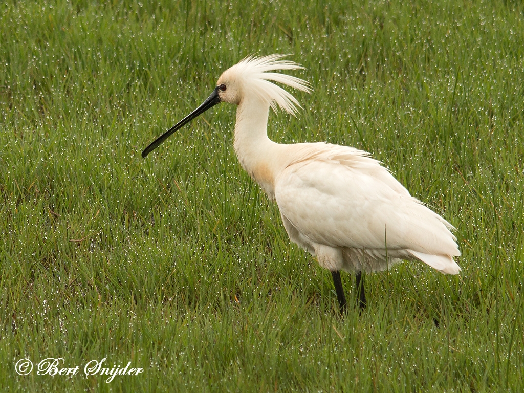 Spoonbill Birding Portugal