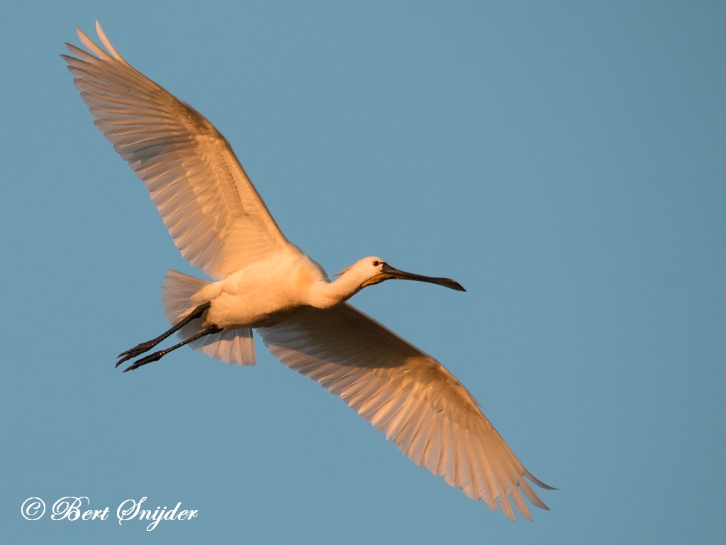 Spoonbill Birding Portugal