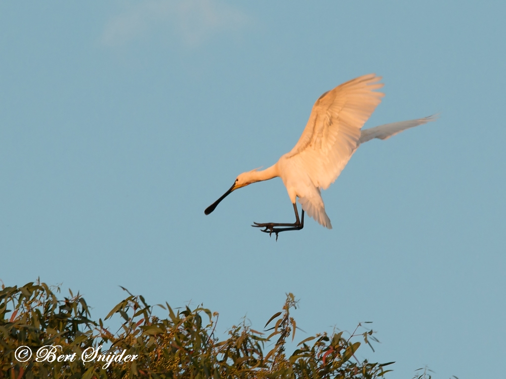 Spoonbill Birding Portugal