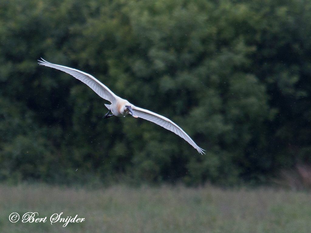 Spoonbill Birding Portugal