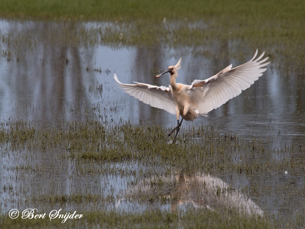 Spoonbill Birding Portugal