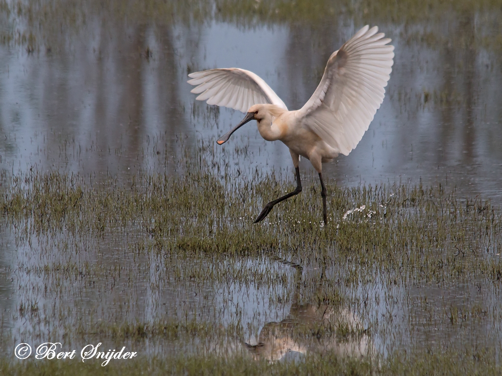 Spoonbill Birding Portugal