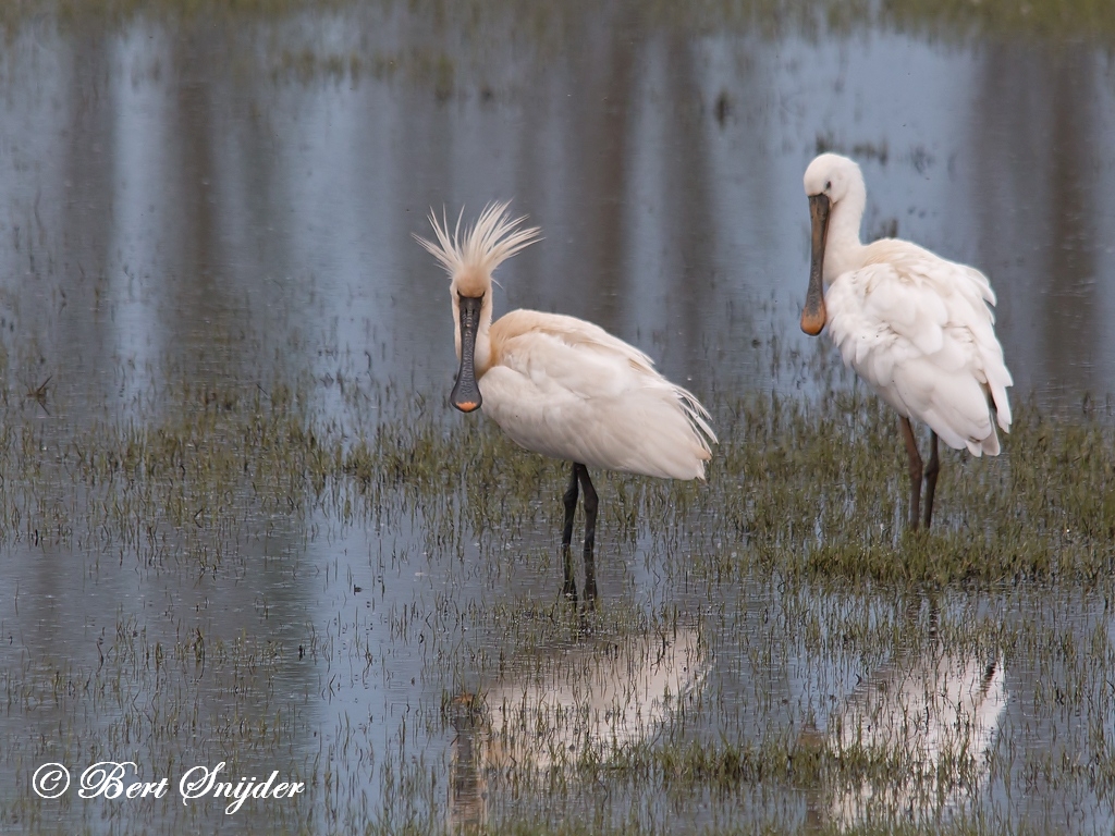 Spoonbill Birding Portugal