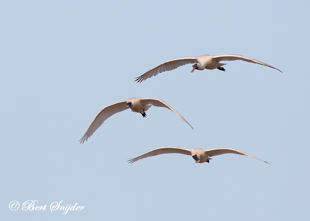 Spoonbill Birding Portugal