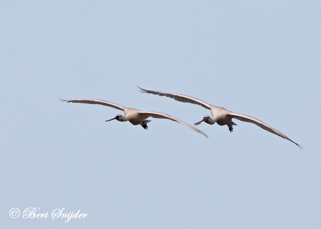 Spoonbill Birding Portugal