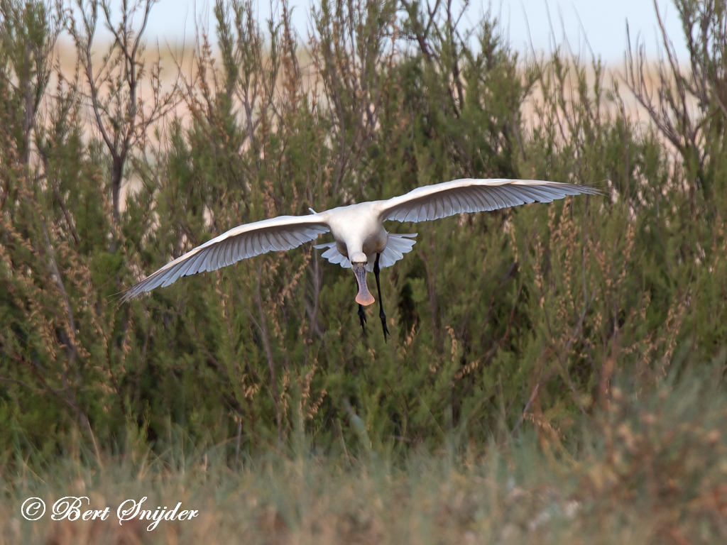 Spoonbill Birding Portugal