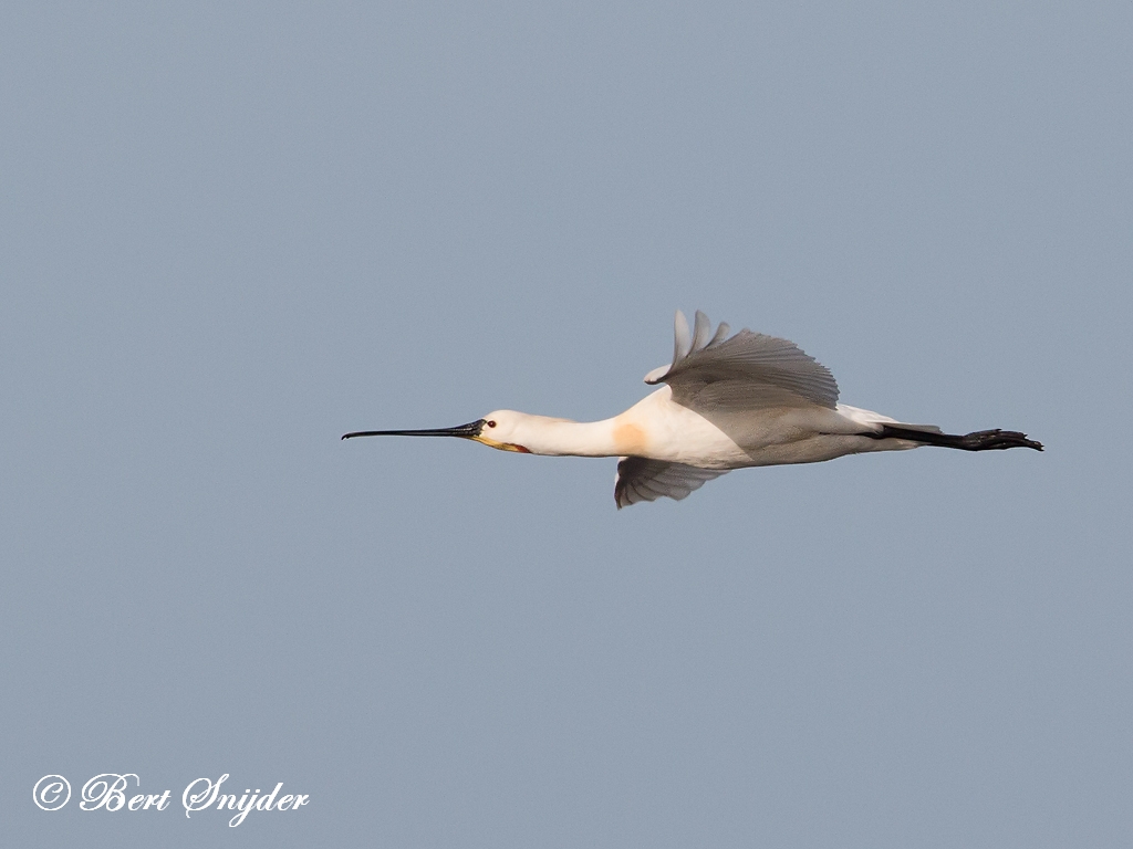 Spoonbill Birding Portugal