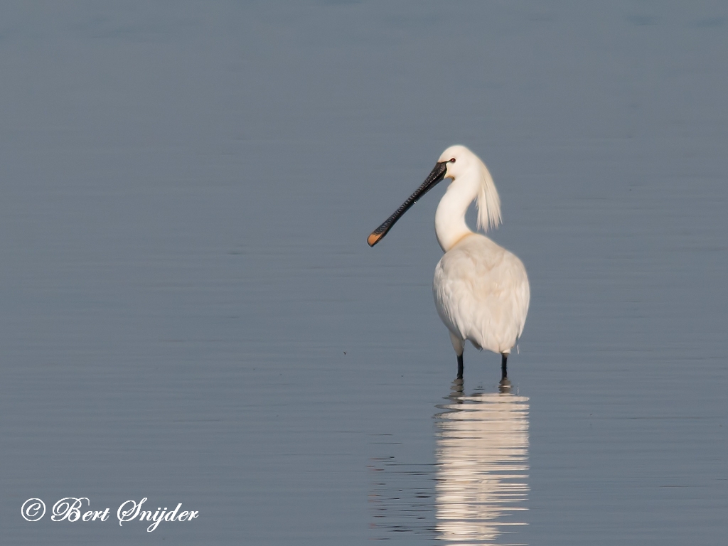 Spoonbill Birding Portugal