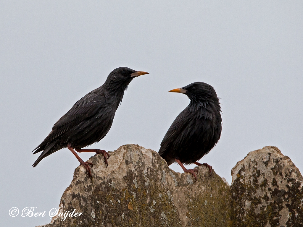 Spotless Starling Birding Portugal