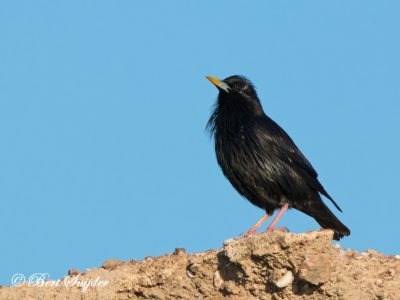 Spotless Starling Birding Portugal