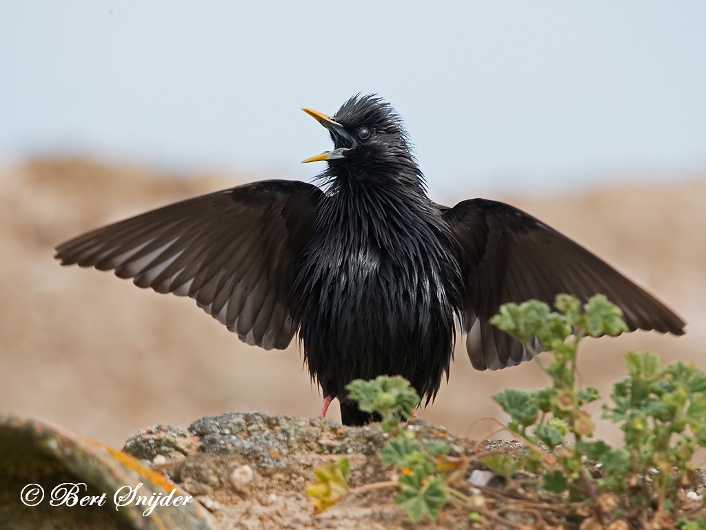 Spotless Starling Birding Portugal