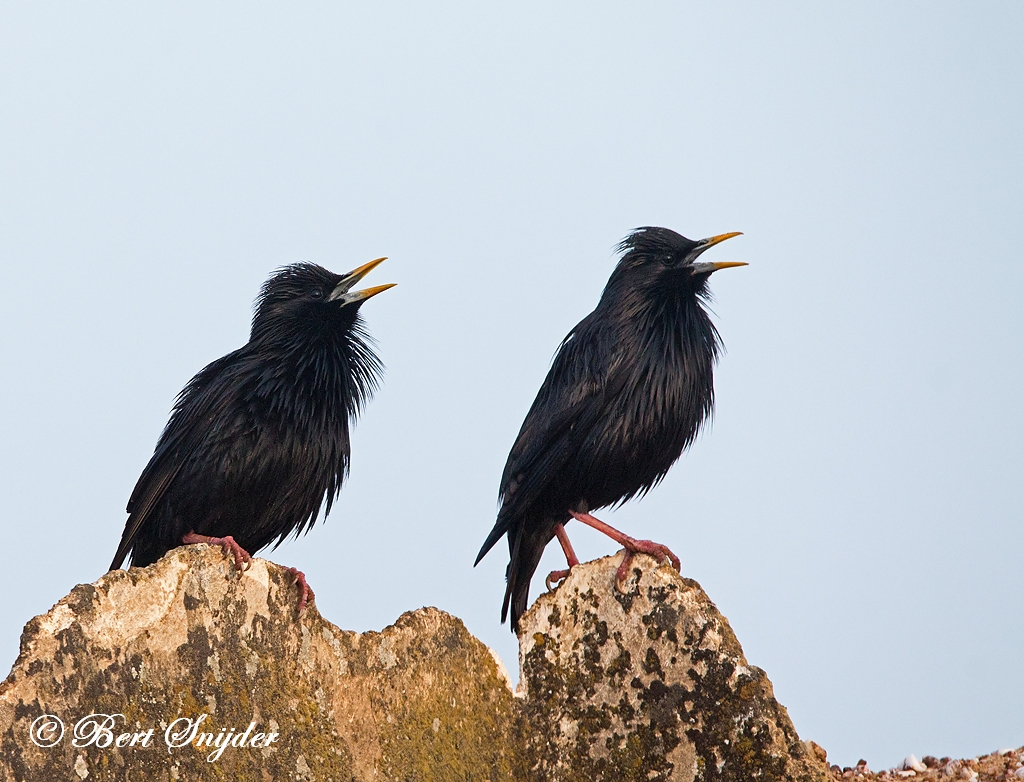 Spotless Starling Birding Portugal