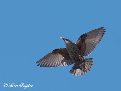 Spotless Starling Birding Portugal