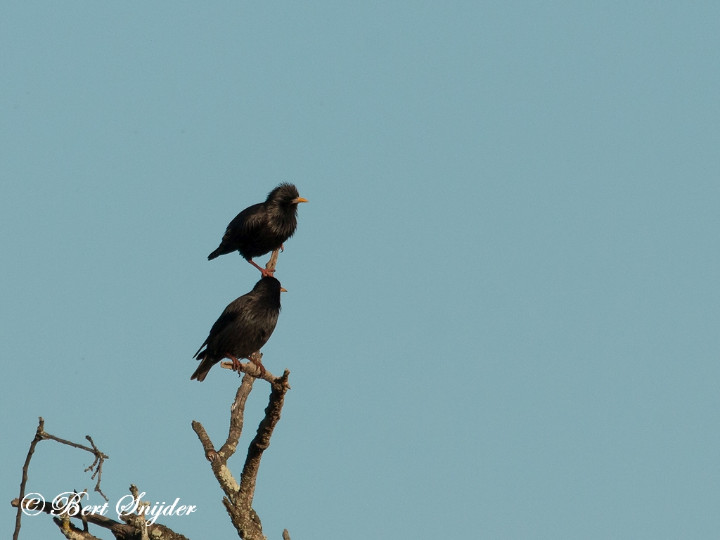 Spotless Starling Birding Portugal