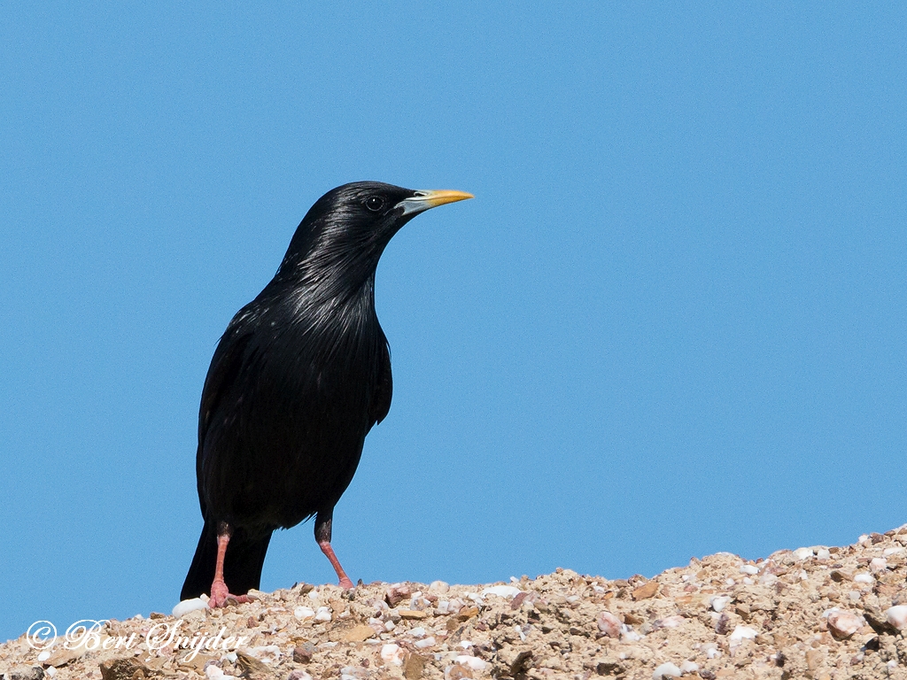 Spotless Starling Birding Portugal