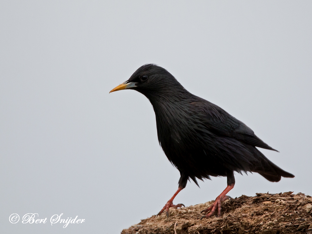 Spotless Starling Birding Portugal