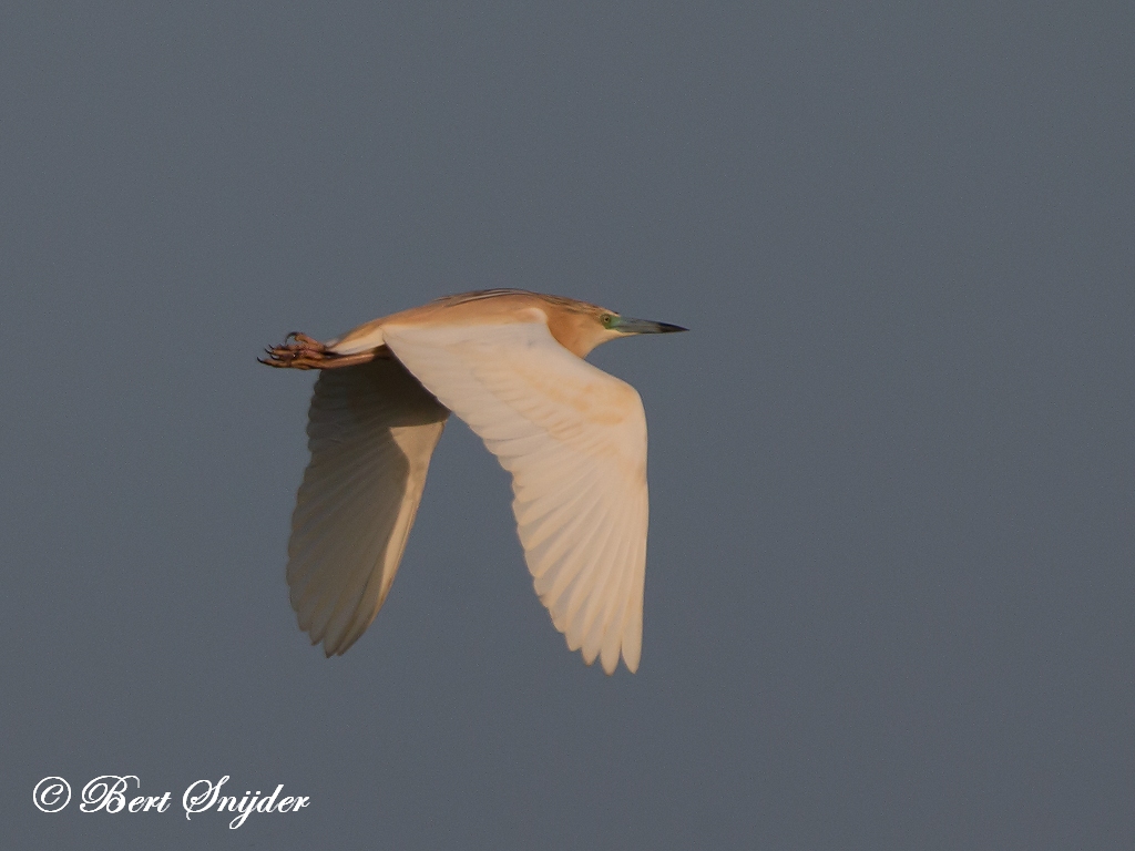 Squacco Heron Birding Portugal