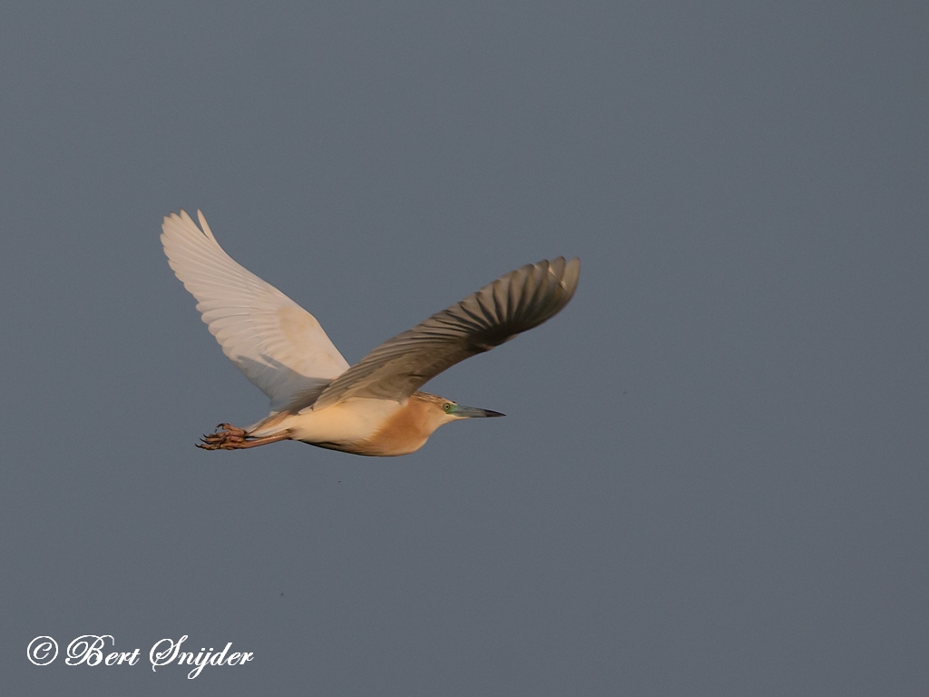 Squacco Heron Birding Portugal